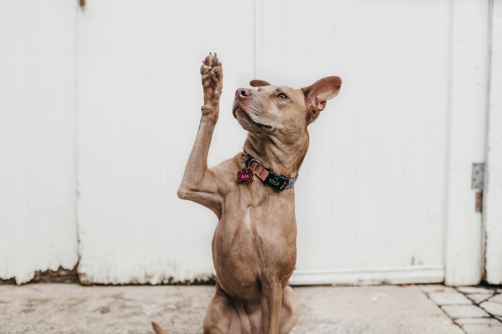 Brown dog.