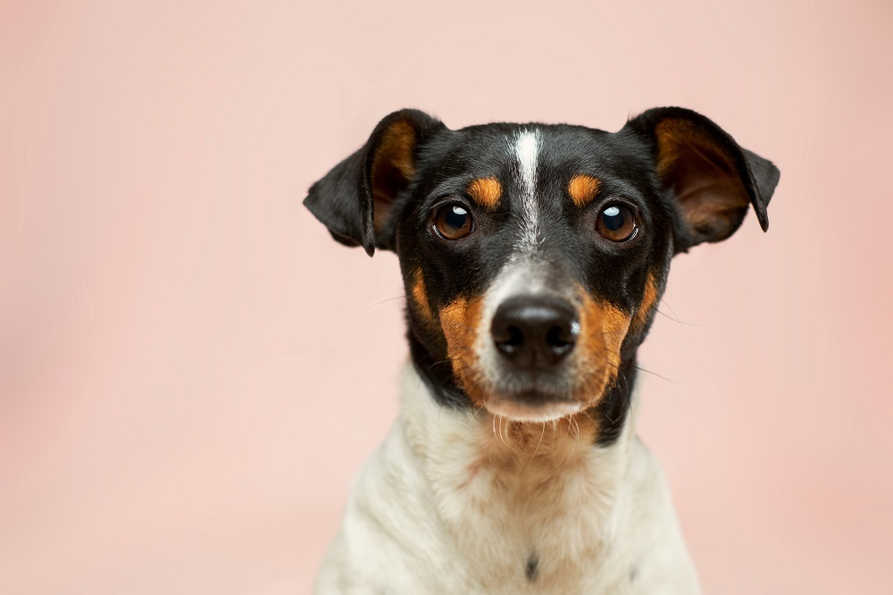 Cute dog with pink background.