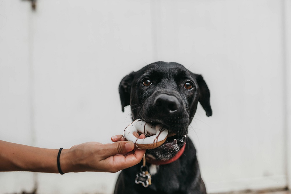 Black dog with food.