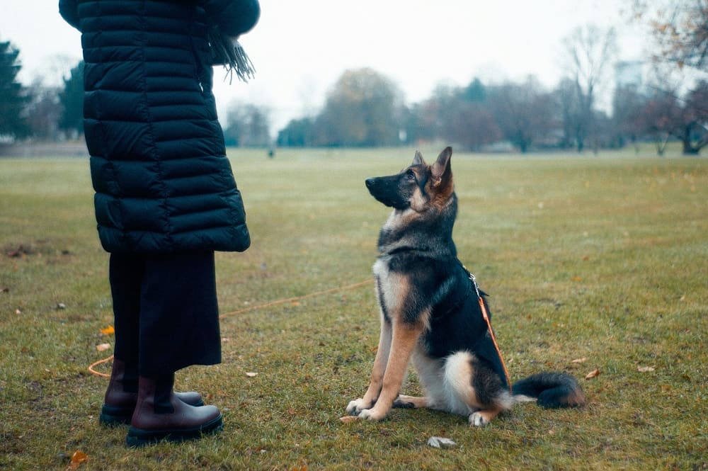 Dog training.