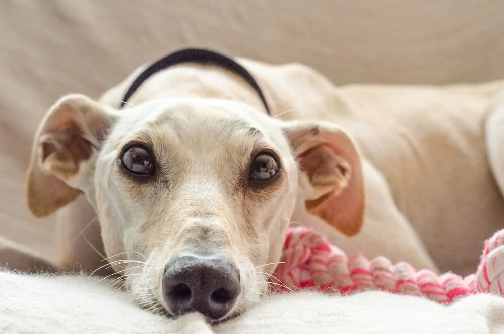 Dog with big eyes.