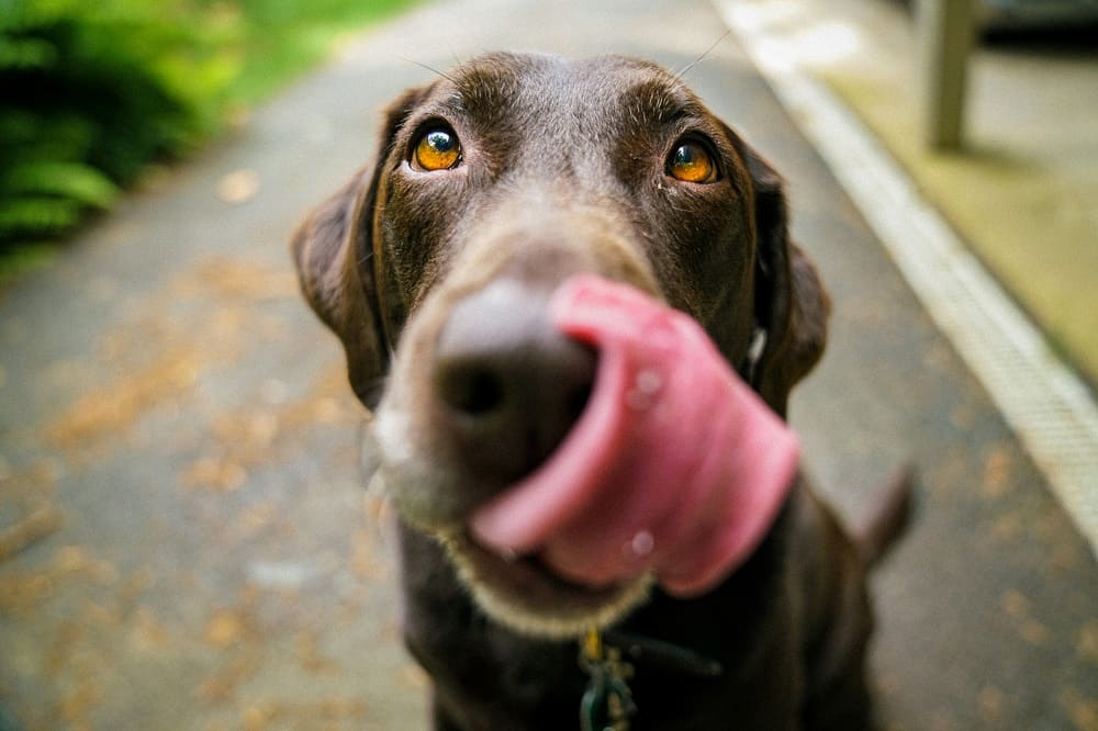 Dog with long tongue.