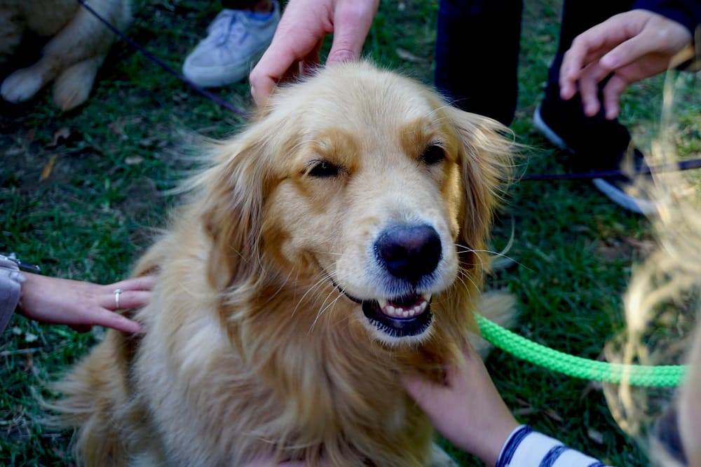 Golden Retriever photo.