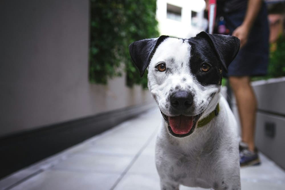 White black dog.