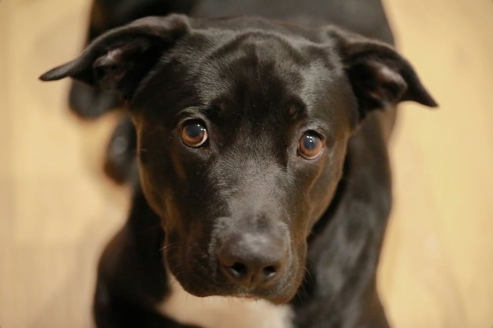 Cute labrador.